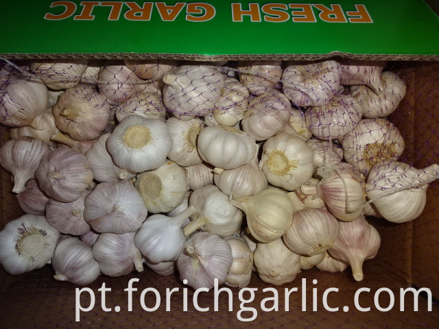 Hybrid Garlic Price